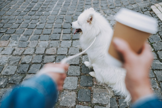 裁剪照片的白人妇女与白色血统的宠物图片下载