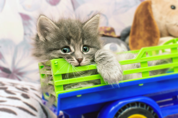 灰色的小猫躺在孩子们的车里，伸出了一只爪子。图片下载