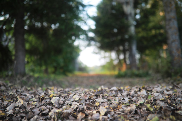 在公园的夏末季节图片下载
