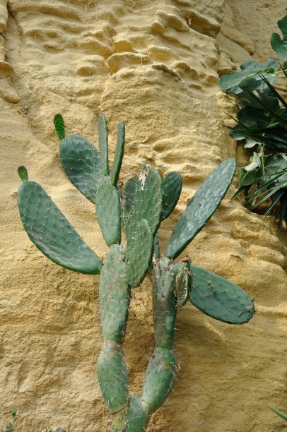 花园里的仙人球图片下载