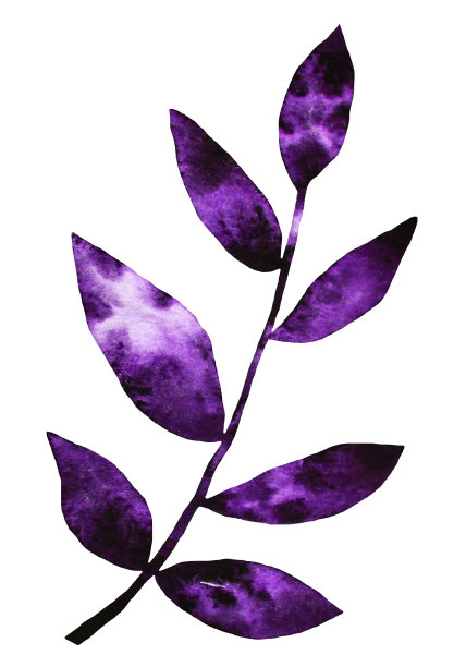 水彩分枝与紫色叶子孤立在白色上图片下载