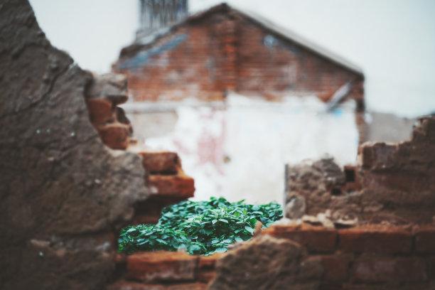 长满青草的荒地图片下载