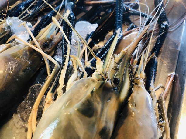 市场上的鲜河虾图片下载