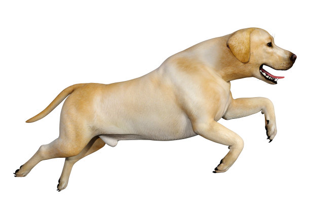 3D插图拉布拉多狗在白色图片下载