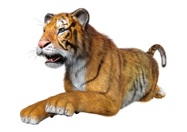 3D插图大猫老虎在白色图片下载