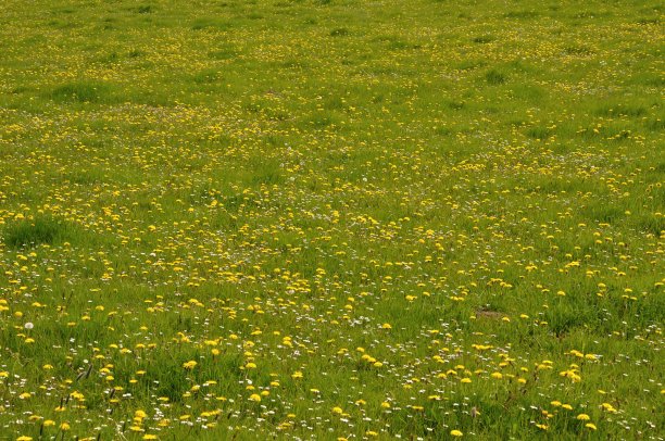 草地上的蒲公英图片下载