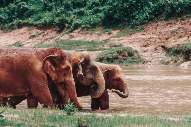 大象在水里放松图片下载