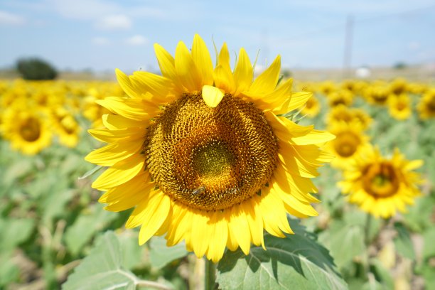 向日葵田图片下载