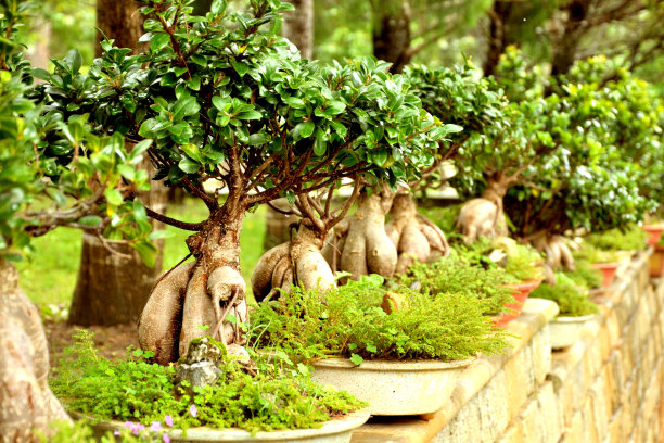 绿色的盆景树图片下载