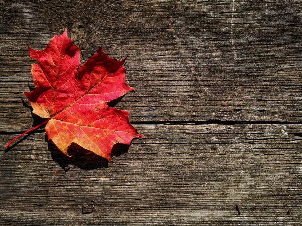 加拿大安大略省，野炊桌上的秋日枫叶图片下载