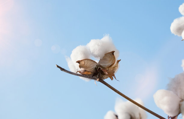 棉花花与太阳在农田图片下载