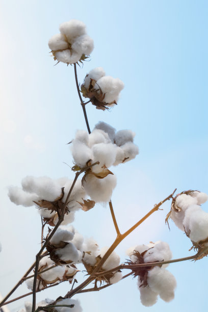 棉花花与太阳在农田图片下载