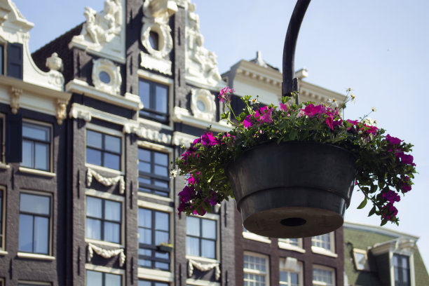 近距离观看花盆与历史，传统，典型的建筑在背景。这是一个阳光明媚的夏日。图片下载