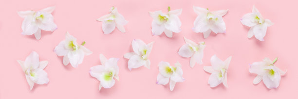 花兰花石斛在粉红色的背景。花的纹理或背景图片下载