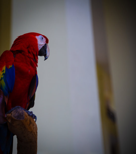 热带鹦鹉与复制空间肖像图片下载