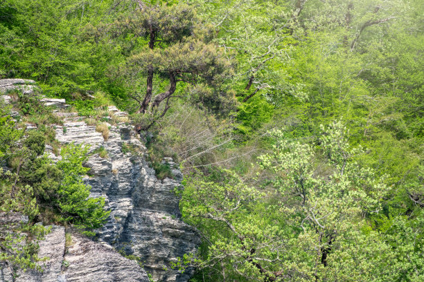 在茂密的绿色森林中的岩石悬崖。山林里春色盎然。图片下载