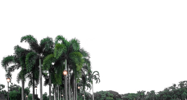 公园里的棕榈树图片下载