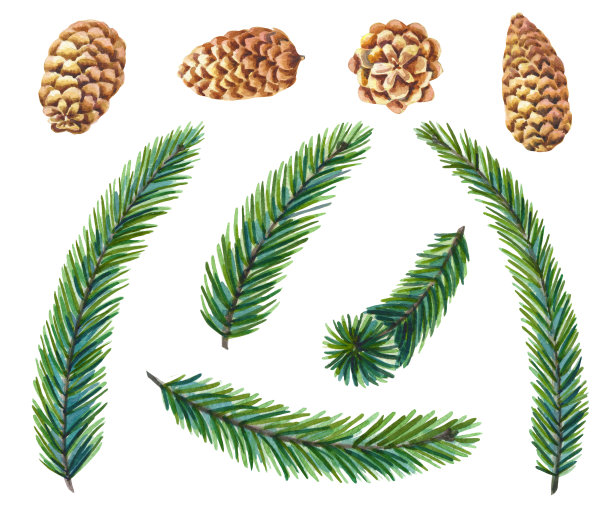 水彩绿松树在白色的背景。冷杉枝与松果圣诞树。图片下载