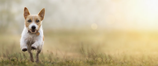 跳跃快乐听话狗，宠物训练理念，网页横幅图片下载