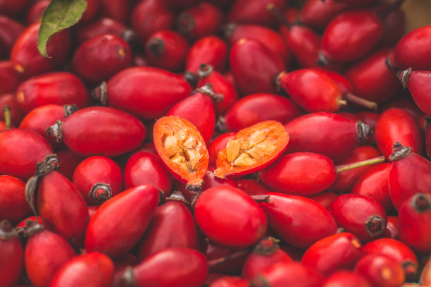 新鲜采摘的玫瑰果。蔷薇臀俗称狗蔷薇图片下载