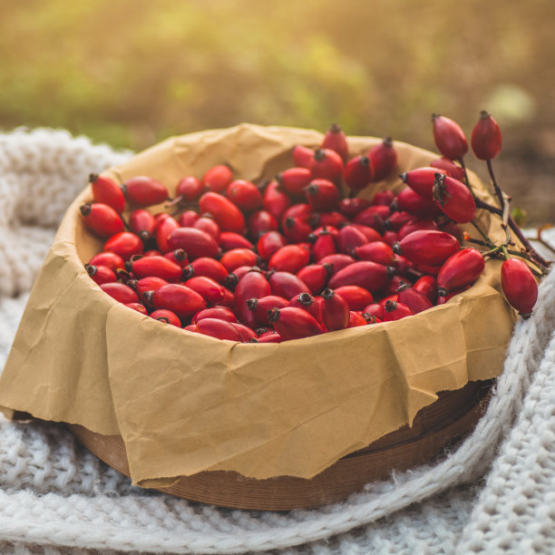 新鲜采摘的玫瑰果。蔷薇臀俗称狗蔷薇图片下载