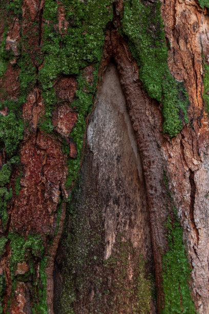 树皮背景上覆盖绿色苔藓。树木表面的苔藓纹理特写，自然的图案。图片下载