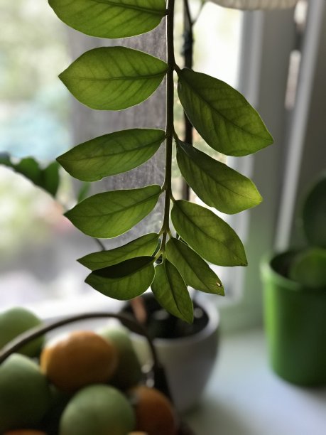 窗台上的花盆里种着绿色植物图片下载