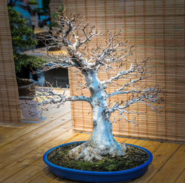 盆景树。美丽的小枫树图片下载