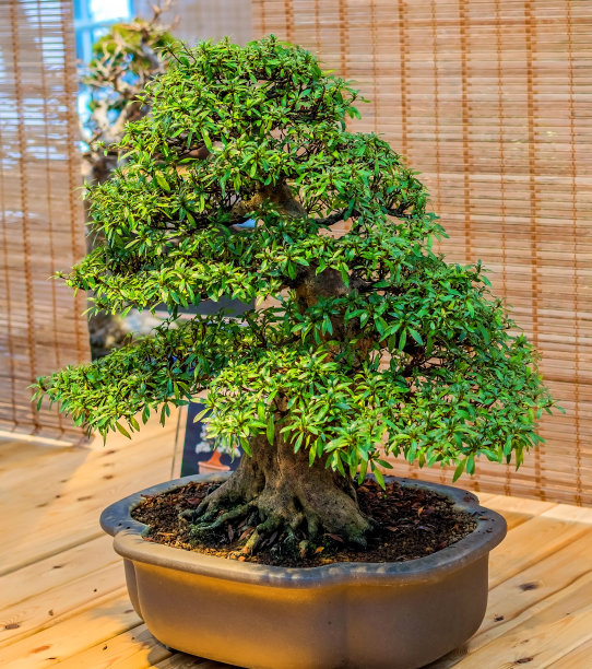 盆景树。美丽的小松树图片下载