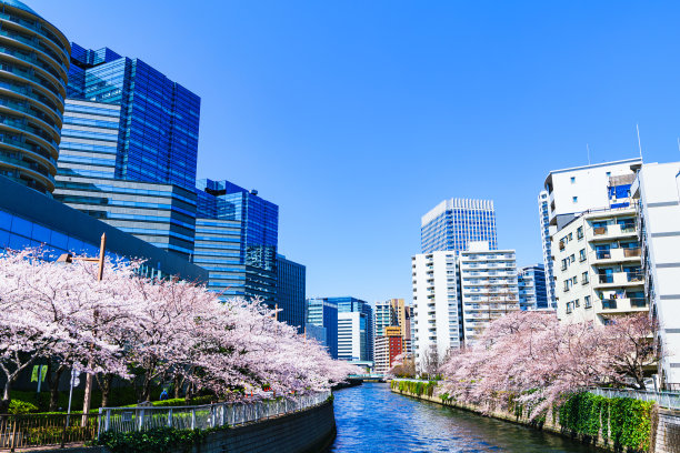 东京大崎的风景和日本春天的樱花图片下载