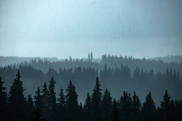 松林轮廓。图片下载