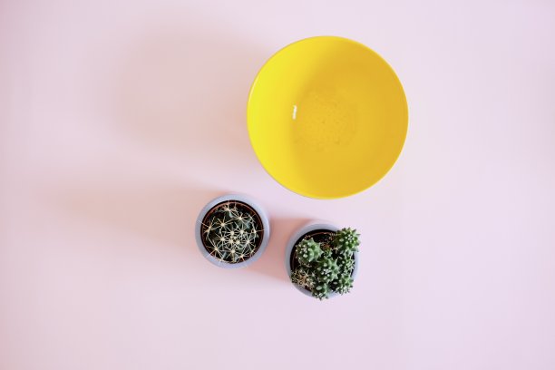 多肉和一个碗在一个充满活力的颜色背景图片下载