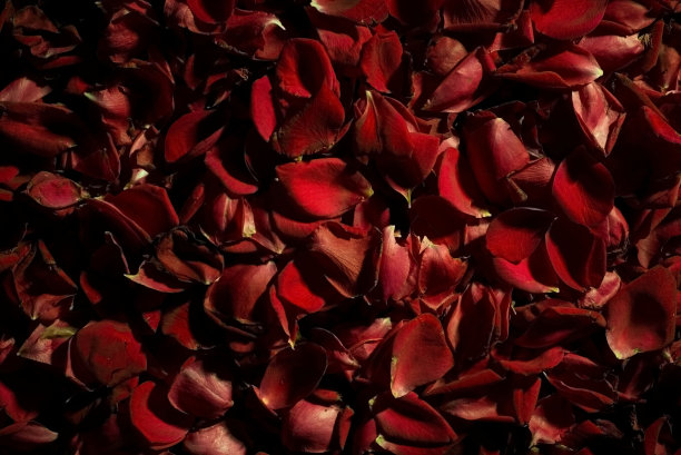 红色玫瑰花瓣，俯视图。复古的照片。在绿光下。在寒冷的音调图片下载