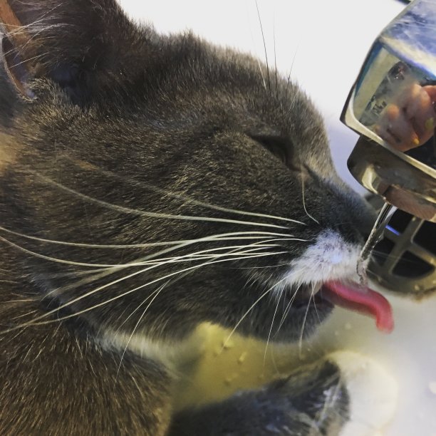 口渴的猫图片下载