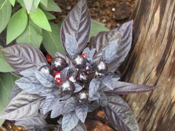 装饰花辣椒。图片下载