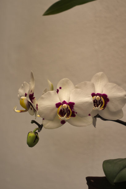 兰花丛，花白色和紫色的花瓣，和一个芽在枝的顶端，在一个白色的墙作为背景。图片下载