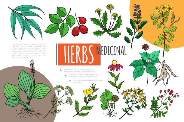 手绘草药概念图片下载