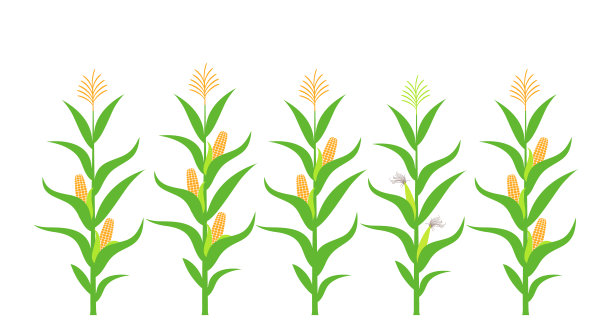 场与玉米。孤立的玉米在白色背景图片下载