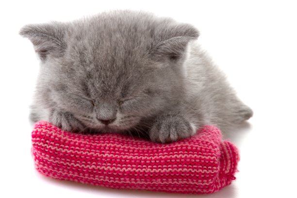 家猫。图片下载