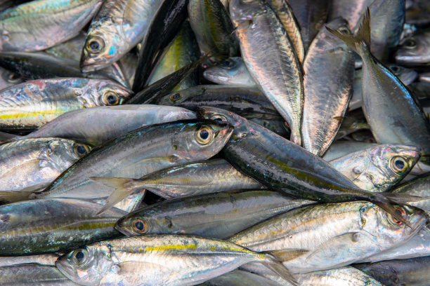 淡水鱼堆俯视图照片。海鲜当地市场商店。用鲭鱼捕获新鲜的鱼。海洋的鱼图片下载