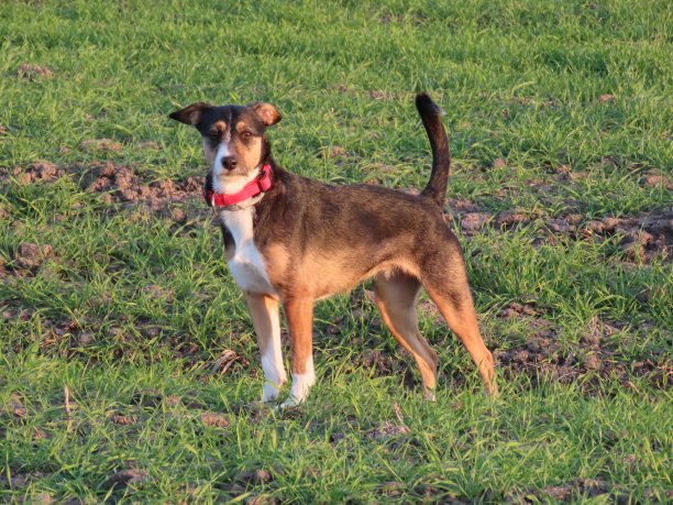 大自然中的狗图片下载