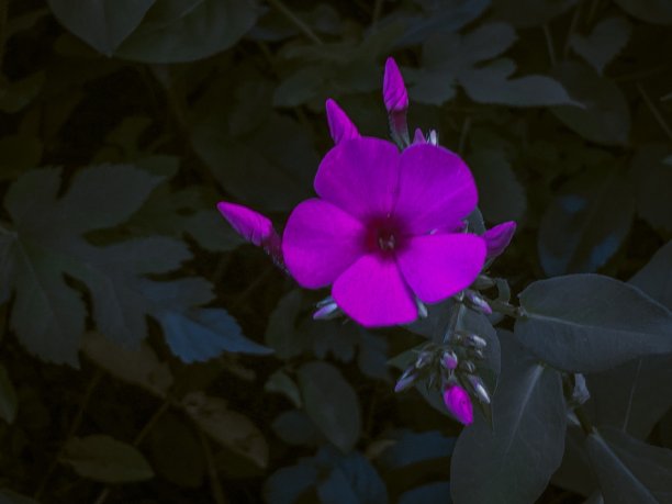 粉红色的花图片下载