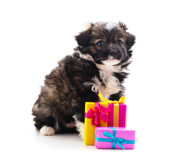 小狗和礼物。图片下载