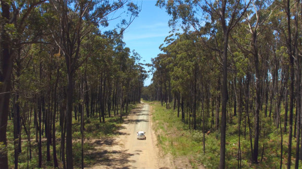 图片:一辆白色越野车行驶在肮脏的道路上，穿过茂密的森林图片下载