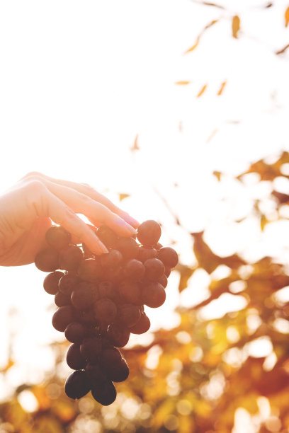 女人的手拿着红葡萄图片下载
