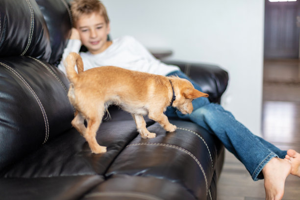 快乐的小学年龄的金发男孩活跃和满足在家里与宠物狗图片下载