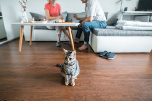 客厅里有只家猫，后面的沙发上坐着一对老年夫妇图片下载