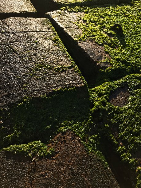 绿色的苔藓图片下载