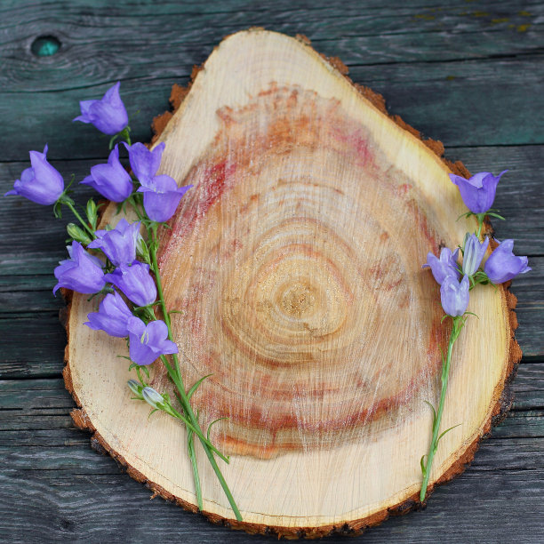 木材切片。风铃草属植物。帧的鲜花。平躺，俯视图。广场的照片图片下载