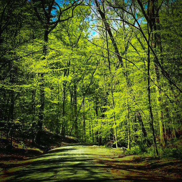 春天的乡村公路图片下载